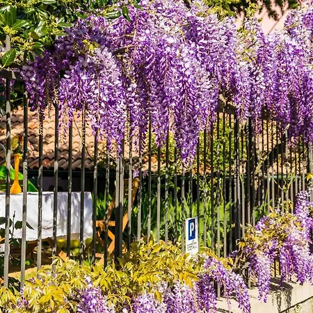 Il Glicine Molare Bed & Breakfast